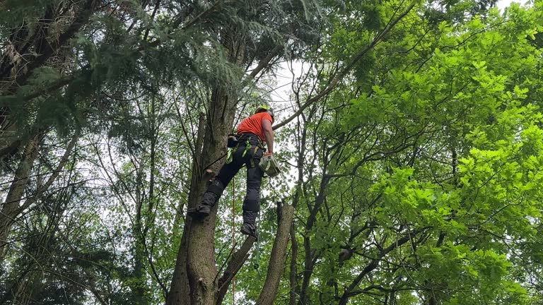 How Our Tree Care Process Works  in  Rose Hill, KS