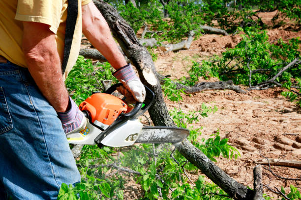 Trusted Rose Hill, KS Tree Care Services Experts